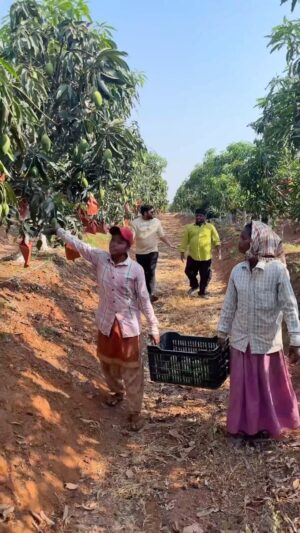 Tasty Teja Instagram - Now you can get fresh mangoes directly from the farm ❤️

Kapil agro farms , located 30kms from gachibowli 

You can visit every Saturday & sunday
Timings : 6am to 11am
Book slot by calling at 9703199977

They have started this farm tour to public to show how they are serving farm fresh naturally ripened mangoes to everyone 

You can buy mangoes here directly at farm

You can also buy from their website : 
www.kapilagro.com 
Use code “THI” & get 1kg mangoes free on every 5kg order 

For people visiting the farm, they are also providing complimentary breakfast 

#thehungryindians #kapilagro #tastyteja #mangoes #hyderabadblogger #farmfresh #summer #chemicalfree