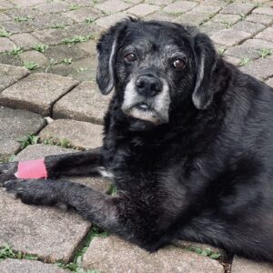 Tawny Cypress Instagram - people are strange. here's a picture of my old man, George. he's not strange, at all ❤️

#15yearsandcounting 
@dextercypress @tdillon33