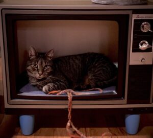 Tawny Cypress Instagram - three days til #yellowjackets. tonight i watch my other favorite show: Kitty Kat! i gutted an old television and added some feet. patent pending. just kidding, go make your cat a tv house!
@tdillon33 @dextercypress