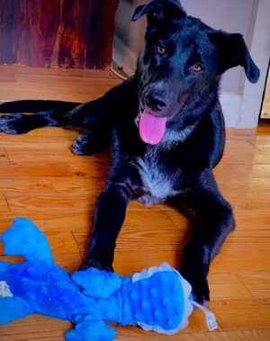 Tawny Cypress Instagram - today i ate fried chicken and played Skyrim on my switch for six hours. wednesdays, amirite?

unrelated, here's a picture of my baby direwolf, Oscar.

#ihavemorepetsthanishould #youstillhaventmeteveryone
@tdillon33 @dextercypress