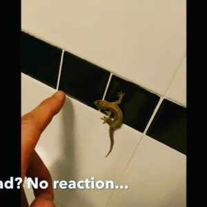 Tay Ping Hui Instagram - Such a bizarre thing. Lizard was totally unresponsive even when I tapped my fingers right in front of its face. 
But as you see, nothing is always as it seems. But I suppose that’s what makes life interesting😂

真的是太奇怪了。就算我手指指在小壁虎面前，它还真的是完全没有任何反应。
此视频证实了，凡事不能只看表面。不过这些小趣事还真的为生活增添了一些乐趣。😂

#taypinghui #郑斌辉 #taypinghuisayone #smiles #barehands #lizard #drunk #funny