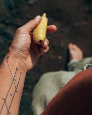 Taylor David Instagram - They say never make eye contact while eating a banana — luckily, baby bananas can’t see yet. 

Shot x @justinxshaw 

#wanderisms #bananaettiquette #wanderman #minibanana #costarica #puravida #helvetica #moralcompass #lighthumour #alwayslookdown #bananapuns