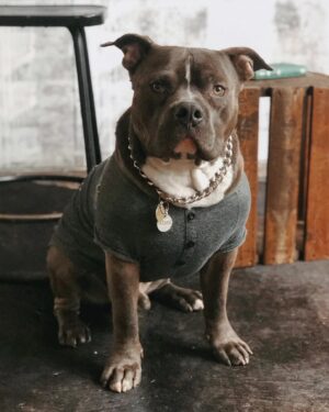 Taylor David Instagram - Happy 5th Birthday my love! Who’s a handsome boy. Let’s go for a wanders @wanderbully #tonguesout #bodhipotamus 

(Last shot is before he grew his fur out)
