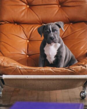 Taylor David Instagram - Happy 5th Birthday my love! Who’s a handsome boy. Let’s go for a wanders @wanderbully #tonguesout #bodhipotamus 

(Last shot is before he grew his fur out)