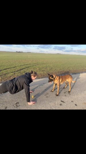 Tereza Bledá Instagram - Playing outside ☀️🎾

#dog #doglover #doglovers #dogs #doglife #dogoftheday #playing #dogplaying #dogplay #dogplaytime #dogexercise #dogexercises #exercise #training #dogtraining #belgianmalinois #belgianshepherd #belgianmalinoislovers #malinois #malinoislovers #malinoisworld #malinoisdog