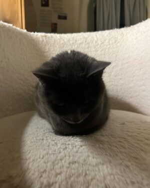 Terry Dubrow Instagram - This is a 10/10 loaf. Know your cats loaf score. #flatbushcats @maxdubrow