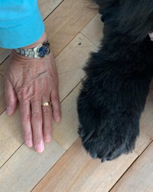 Tess Gerritsen Instagram - My hand next to the paw of a Newfoundland dog. (I know it looks like a bear’s paw but she really is a dog’s)