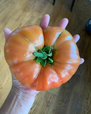 Tess Gerritsen Instagram - Homegrown!