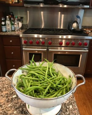 Tess Gerritsen Instagram - First green beans from my garden! Going to stir fry with Chinese black bean sauce and garlic. But picking them comes with a price: bean plant itch!
