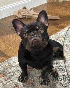 Tevin Campbell Instagram - Meet my baby boy Mennis.  Ever since he was 2 months he sits in the yard by the gate and plays watchdog . I believe he thinks  he’s bigger  and more threatening than he actually is, hence his name.  He’s  the coolest, goofiest, sweetest dog ever and he makes me laugh harder than I usually do.  #frenchie #handsomeboy #dogdad #kahu #smalldogsrule