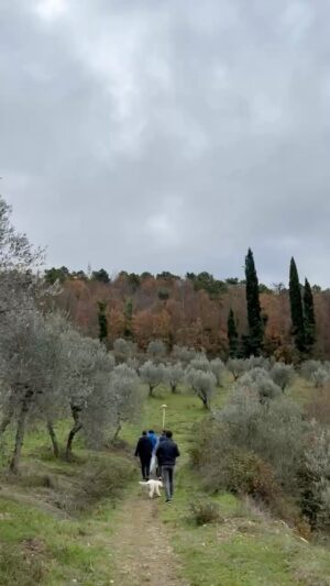 Thanwa Suriyajak Instagram - Truffle hunting in Toscana 🐶🪵🌳