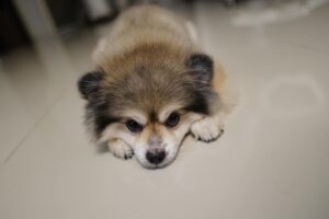Thanwa Suriyajak Instagram - กุชชี่หมา introvert