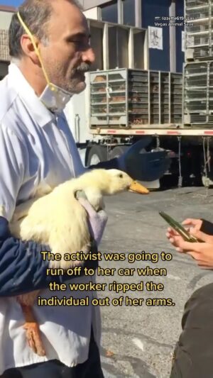 That Vegan Teacher Instagram - Heartbreaking. I cried when I saw this. Heartless towards the animals and heartless towards those who try to save them. This is veganphobia. He didn’t have to hurt either of them.