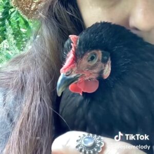 That Vegan Teacher Instagram - This chicken was her best friend for 17 years. This is why I’m vegan.