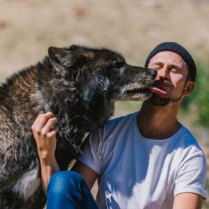 Thomas Brag Instagram - The emotional roller coaster of getting licked in the face by a wolf…

A few weeks ago we spent 3 days living alongside these amazing creatures and earning their trust. I have to admit that that was not easy for me.

As I was trying to control my fear (that they can sense on us), it took me a while to truly calm down and for them to finally come up this close to me.

Locking eyes with a wolf’s big yellow eyes and truly trusting him felt like a spiritual experience. Surrendering to Mother Nature, connecting with our inherent ability to befriend our fellow earthlings and feeling safe alongside them.

In many ways it felt like reconnecting with an ancient friendship. Lost and forgotten over the thousands of years as we domesticated their cousins. I hope that our story today on YouTube can change our collective perspective about these animals and move towards greater protection for them to continue existing and thriving alongside us on this planet.

Thank you to @apexprotectionproject for letting us into this world 🐺