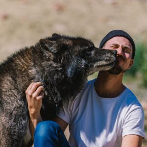 Thomas Brag Instagram - The emotional roller coaster of getting licked in the face by a wolf…

A few weeks ago we spent 3 days living alongside these amazing creatures and earning their trust. I have to admit that that was not easy for me.

As I was trying to control my fear (that they can sense on us), it took me a while to truly calm down and for them to finally come up this close to me.

Locking eyes with a wolf’s big yellow eyes and truly trusting him felt like a spiritual experience. Surrendering to Mother Nature, connecting with our inherent ability to befriend our fellow earthlings and feeling safe alongside them.

In many ways it felt like reconnecting with an ancient friendship. Lost and forgotten over the thousands of years as we domesticated their cousins. I hope that our story today on YouTube can change our collective perspective about these animals and move towards greater protection for them to continue existing and thriving alongside us on this planet.

Thank you to @apexprotectionproject for letting us into this world 🐺