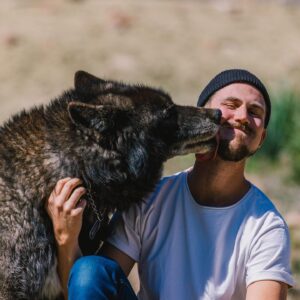 Thomas Brag Instagram - The emotional roller coaster of getting licked in the face by a wolf…

A few weeks ago we spent 3 days living alongside these amazing creatures and earning their trust. I have to admit that that was not easy for me.

As I was trying to control my fear (that they can sense on us), it took me a while to truly calm down and for them to finally come up this close to me.

Locking eyes with a wolf’s big yellow eyes and truly trusting him felt like a spiritual experience. Surrendering to Mother Nature, connecting with our inherent ability to befriend our fellow earthlings and feeling safe alongside them.

In many ways it felt like reconnecting with an ancient friendship. Lost and forgotten over the thousands of years as we domesticated their cousins. I hope that our story today on YouTube can change our collective perspective about these animals and move towards greater protection for them to continue existing and thriving alongside us on this planet.

Thank you to @apexprotectionproject for letting us into this world 🐺