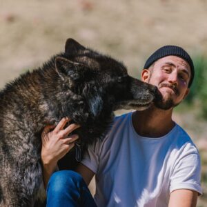 Thomas Brag Instagram - The emotional roller coaster of getting licked in the face by a wolf…

A few weeks ago we spent 3 days living alongside these amazing creatures and earning their trust. I have to admit that that was not easy for me.

As I was trying to control my fear (that they can sense on us), it took me a while to truly calm down and for them to finally come up this close to me.

Locking eyes with a wolf’s big yellow eyes and truly trusting him felt like a spiritual experience. Surrendering to Mother Nature, connecting with our inherent ability to befriend our fellow earthlings and feeling safe alongside them.

In many ways it felt like reconnecting with an ancient friendship. Lost and forgotten over the thousands of years as we domesticated their cousins. I hope that our story today on YouTube can change our collective perspective about these animals and move towards greater protection for them to continue existing and thriving alongside us on this planet.

Thank you to @apexprotectionproject for letting us into this world 🐺