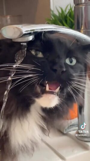 Thomas Dutronc Instagram - 🤣🤣
N’oubliez pas le son !! 🔉
#chat #tiktok #funnycat