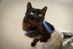 Thomas Dutronc Instagram - « UN DON DE 12€ POUR LES 12 ANS »Voici Smoothie, Lo’ak, Pégase, Akela et Gotham, il y en a d’autres, des chats avec de graves soucis de santé, de naissance ou non. Alysson et ses amis s’occupent d’eux pour qu’ils reçoivent plein d’amour et de soins dans leurs vies ou même pour les accompagner en fin de vie… C’est l’anniversaire de @associationhandicats qui a 12 ans aujourd’hui, on compte sur vous et votre amour des félins ! https://www.paypal.com/cgi-bin/webscr?cmd=_s-xclick&hosted_button_id=TKWMJ45JNR3XQ