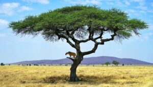Thomas Middleditch Instagram - Some photos from the safari in the Serengeti and Ngorongoro Crater. There was just so much of everything. It made me happy that there’s a huge area somewhere out there carved out for animals to be wild. And wild they were. Running, grazing, hunting, we saw it all. And a couple sick ass glam shots at the end for because you gotta look good on safari. I’ll post some more later.