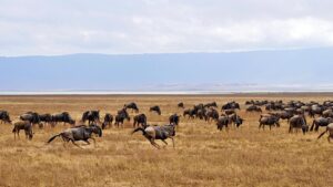 Thomas Middleditch Instagram - Some photos from the safari in the Serengeti and Ngorongoro Crater. There was just so much of everything. It made me happy that there’s a huge area somewhere out there carved out for animals to be wild. And wild they were. Running, grazing, hunting, we saw it all. And a couple sick ass glam shots at the end for because you gotta look good on safari. I’ll post some more later.