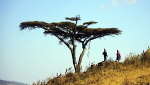 Thomas Middleditch Instagram - Some photos from the safari in the Serengeti and Ngorongoro Crater. There was just so much of everything. It made me happy that there’s a huge area somewhere out there carved out for animals to be wild. And wild they were. Running, grazing, hunting, we saw it all. And a couple sick ass glam shots at the end for because you gotta look good on safari. I’ll post some more later.
