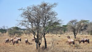 Thomas Middleditch Instagram - Some photos from the safari in the Serengeti and Ngorongoro Crater. There was just so much of everything. It made me happy that there’s a huge area somewhere out there carved out for animals to be wild. And wild they were. Running, grazing, hunting, we saw it all. And a couple sick ass glam shots at the end for because you gotta look good on safari. I’ll post some more later.