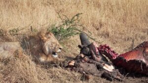 Thomas Middleditch Instagram - Some photos from the safari in the Serengeti and Ngorongoro Crater. There was just so much of everything. It made me happy that there’s a huge area somewhere out there carved out for animals to be wild. And wild they were. Running, grazing, hunting, we saw it all. And a couple sick ass glam shots at the end for because you gotta look good on safari. I’ll post some more later.
