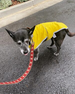 Thomas Middleditch Instagram - Time for a rainy walk.