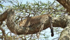 Thomas Middleditch Instagram - Some photos from the safari in the Serengeti and Ngorongoro Crater. There was just so much of everything. It made me happy that there’s a huge area somewhere out there carved out for animals to be wild. And wild they were. Running, grazing, hunting, we saw it all. And a couple sick ass glam shots at the end for because you gotta look good on safari. I’ll post some more later.