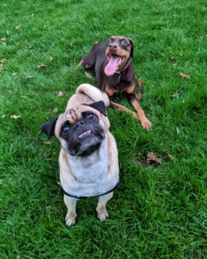 Thomas Ridgewell Instagram - Another lovely photo by @elliespiga plus a bonus snap of Squidge and Pink (because why not?)!