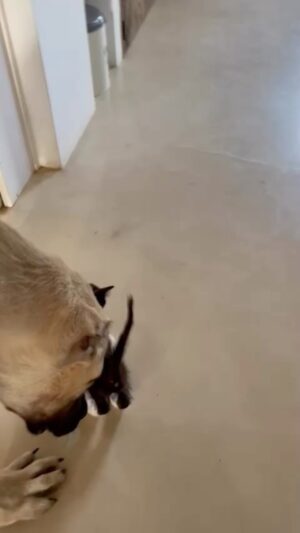 Til Schweiger Instagram - Ziemlich beste Freunde! Edgar&Floppy ❤️❤️😍