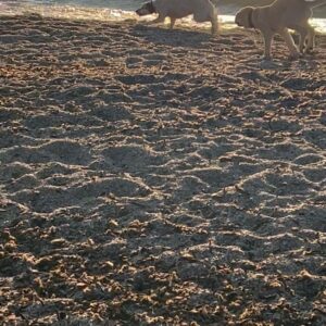 Til Schweiger Instagram - Beautiful day at the beach!❤️❤️