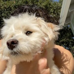 Timothy Granaderos Instagram - HBD Loofa Dog