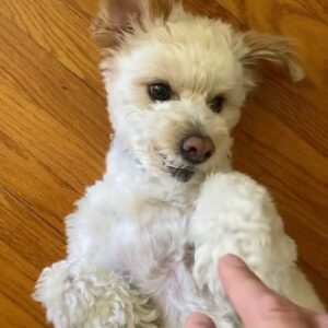 Timothy Granaderos Instagram - HBD Loofa Dog