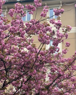 Tjaša Perko Instagram - Spring 🌸 jam.
•
•
•
•
#spring #home #bloom #sport #moments #life #worldplaces #springsummer