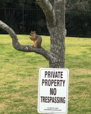 Tom Bergeron Instagram - ‼️ Furry Trespasser Alert ‼️