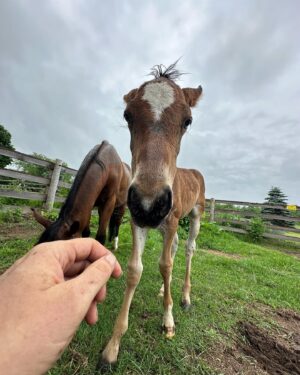 Tom Green Instagram - I would like to welcome these two beautiful souls into my world.  Please meet Alora and her new born baby foal Aria.  They arrived here at the farm today.  Welcome to your forever home.  Over the next few days we will slowly introduce them to Fanny and Kia.  They seem very intrigued with one another.  Aria was born on May 7th and is just about 6 weeks old.  She has not been weaned from her mother yet but that will happen at the end of this year.  They will live out their lives together, here on the farm.  It was a perfect day.  Today was special.  Stay tuned and I will tell you more about this beautiful pair.  Cheers. #horse #foal #baby