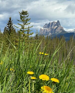 Tom Green Instagram - Alberta Canada Now 🇨🇦