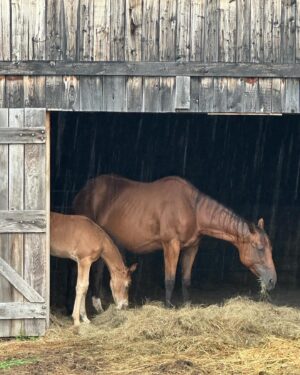 Tom Green Instagram - I would like to welcome these two beautiful souls into my world.  Please meet Alora and her new born baby foal Aria.  They arrived here at the farm today.  Welcome to your forever home.  Over the next few days we will slowly introduce them to Fanny and Kia.  They seem very intrigued with one another.  Aria was born on May 7th and is just about 6 weeks old.  She has not been weaned from her mother yet but that will happen at the end of this year.  They will live out their lives together, here on the farm.  It was a perfect day.  Today was special.  Stay tuned and I will tell you more about this beautiful pair.  Cheers. #horse #foal #baby
