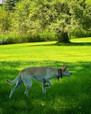 Tom Green Instagram - On the hunt with @charleythepotcakedog