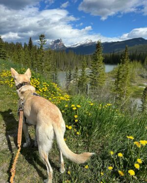 Tom Green Instagram - Alberta Canada right now