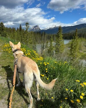Tom Green Instagram - Alberta Canada right now