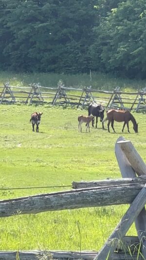 Tom Green Instagram - Everyone is getting along great!! #farm #country #home #life
