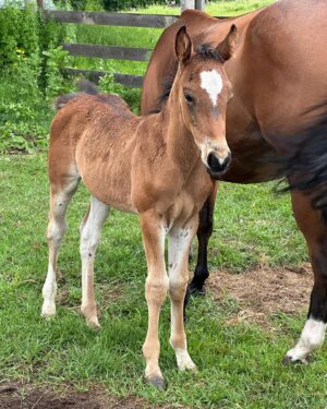 Tom Green Instagram - I would like to welcome these two beautiful souls into my world.  Please meet Alora and her new born baby foal Aria.  They arrived here at the farm today.  Welcome to your forever home.  Over the next few days we will slowly introduce them to Fanny and Kia.  They seem very intrigued with one another.  Aria was born on May 7th and is just about 6 weeks old.  She has not been weaned from her mother yet but that will happen at the end of this year.  They will live out their lives together, here on the farm.  It was a perfect day.  Today was special.  Stay tuned and I will tell you more about this beautiful pair.  Cheers. #horse #foal #baby