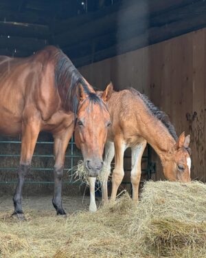 Tom Green Instagram - I would like to welcome these two beautiful souls into my world.  Please meet Alora and her new born baby foal Aria.  They arrived here at the farm today.  Welcome to your forever home.  Over the next few days we will slowly introduce them to Fanny and Kia.  They seem very intrigued with one another.  Aria was born on May 7th and is just about 6 weeks old.  She has not been weaned from her mother yet but that will happen at the end of this year.  They will live out their lives together, here on the farm.  It was a perfect day.  Today was special.  Stay tuned and I will tell you more about this beautiful pair.  Cheers. #horse #foal #baby