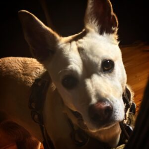 Tom Green Instagram - Hi I am @charleythepotcakedog