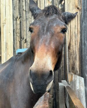 Tom Green Instagram - I would like to welcome these two beautiful souls into my world.  Please meet Alora and her new born baby foal Aria.  They arrived here at the farm today.  Welcome to your forever home.  Over the next few days we will slowly introduce them to Fanny and Kia.  They seem very intrigued with one another.  Aria was born on May 7th and is just about 6 weeks old.  She has not been weaned from her mother yet but that will happen at the end of this year.  They will live out their lives together, here on the farm.  It was a perfect day.  Today was special.  Stay tuned and I will tell you more about this beautiful pair.  Cheers. #horse #foal #baby