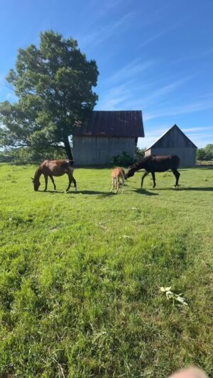 Tom Green Instagram - One big happy herd #country #life
